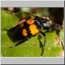 Necrophorus vespilloides - Totengraeber 03.jpg